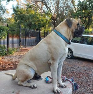 Kusa Registered Bullmastiffs