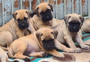 Best bullmastiff puppies Centurion
