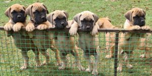 Bullmastiff Breeders Centurion