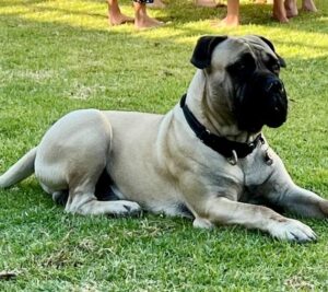 Reputable Bullmastiff Breeder
